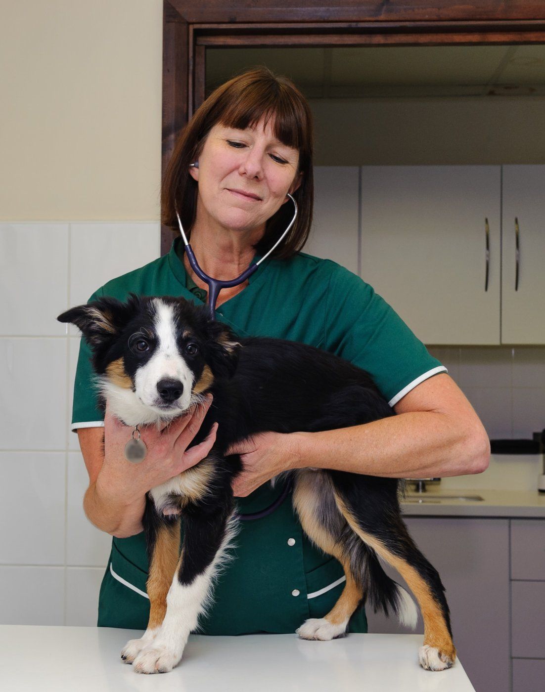 Mid Sussex Vets
